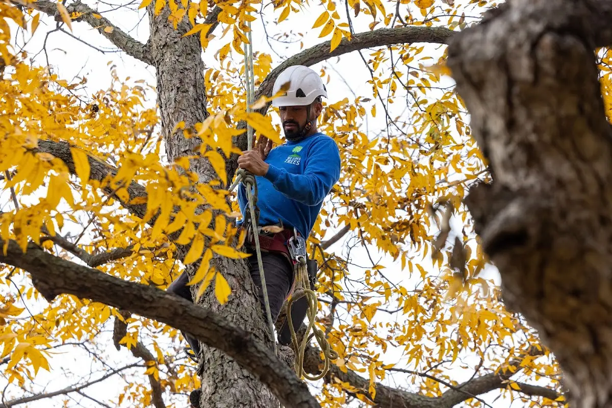 Skilled Tree Trimming crew working in Cambridgeport