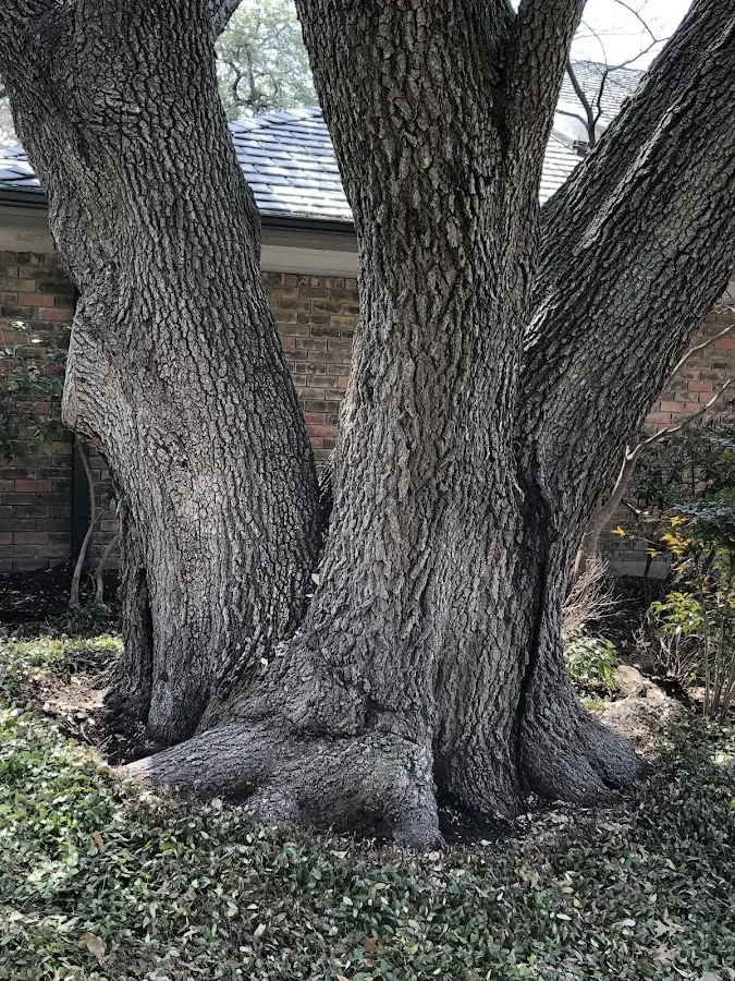 Mature heritage tree close to a Cambridgeport property cared for by certified arborists